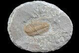 Hamatolenus vincenti Trilobite Molt - Tinjdad, Morocco #82582-1